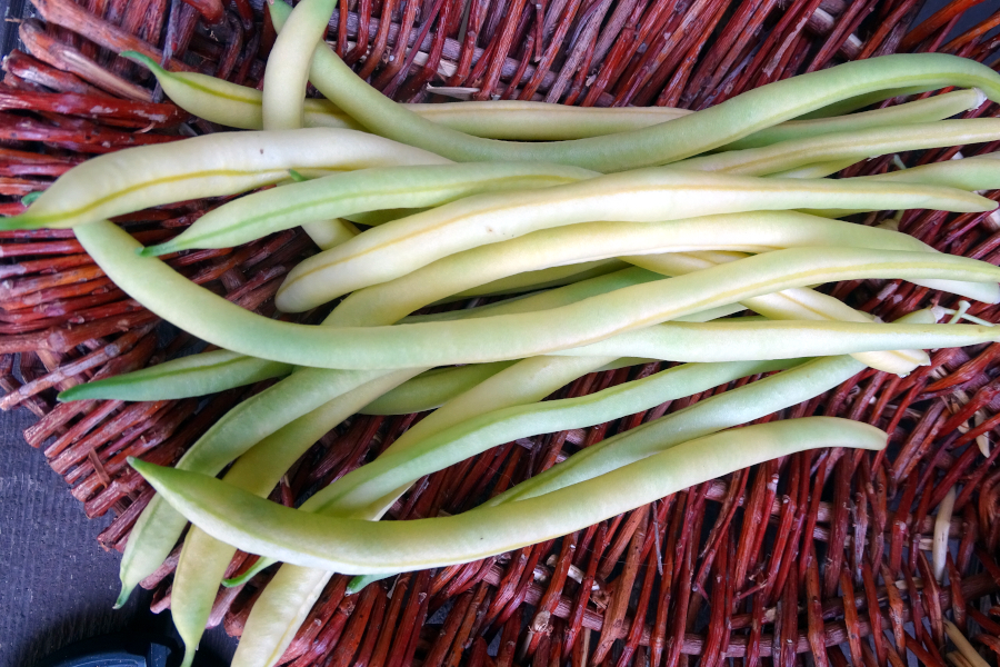 Mucho Gusto pole bean
